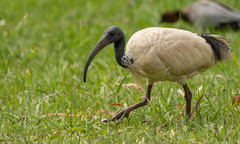 Threskiornis molucca