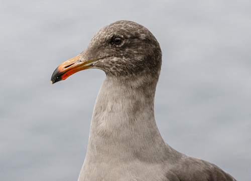 Heermann's Gull (Larus heermanni), photo 6