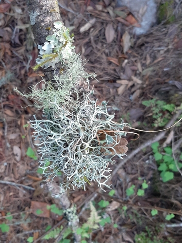 Pseudevernia intensa