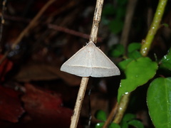 Epidesmia perfabricata