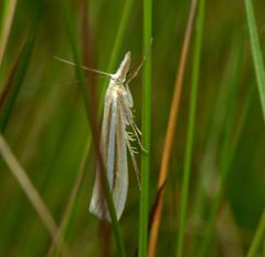 Orocrambus lewisi