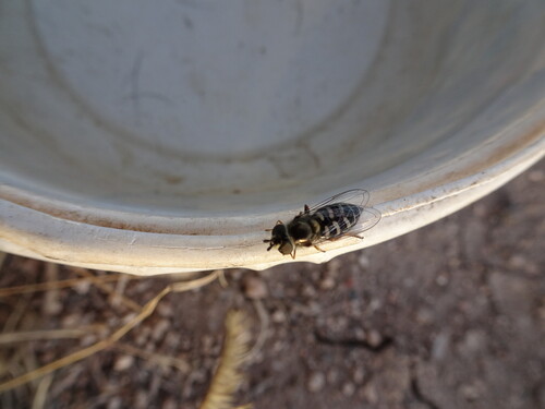 Unknown species found near Santa Fe County, NM, USA