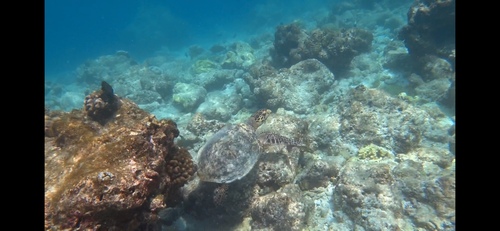 Eretmochelys imbricata
