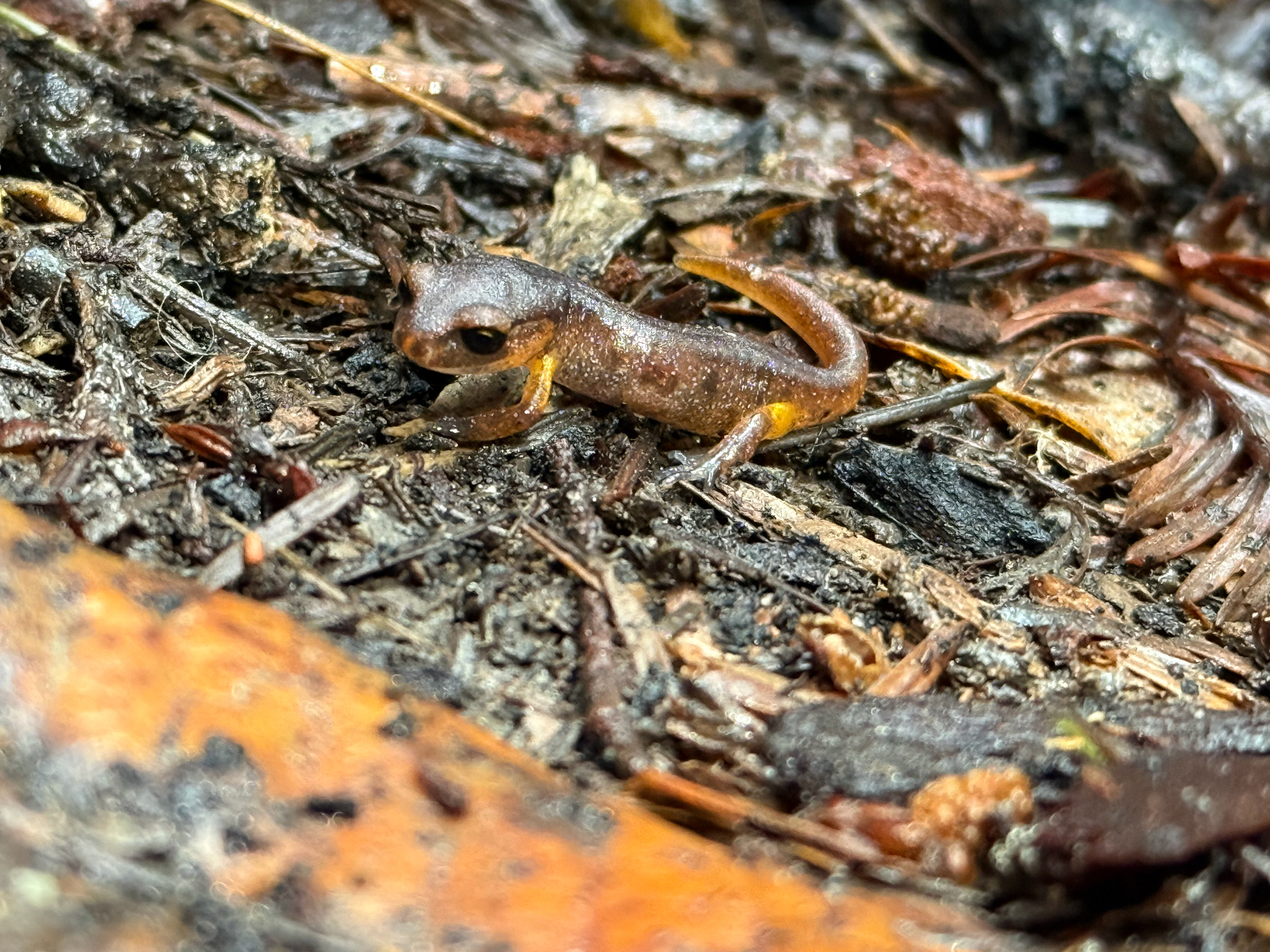 Ensatina eschscholtzii Gray, 1850