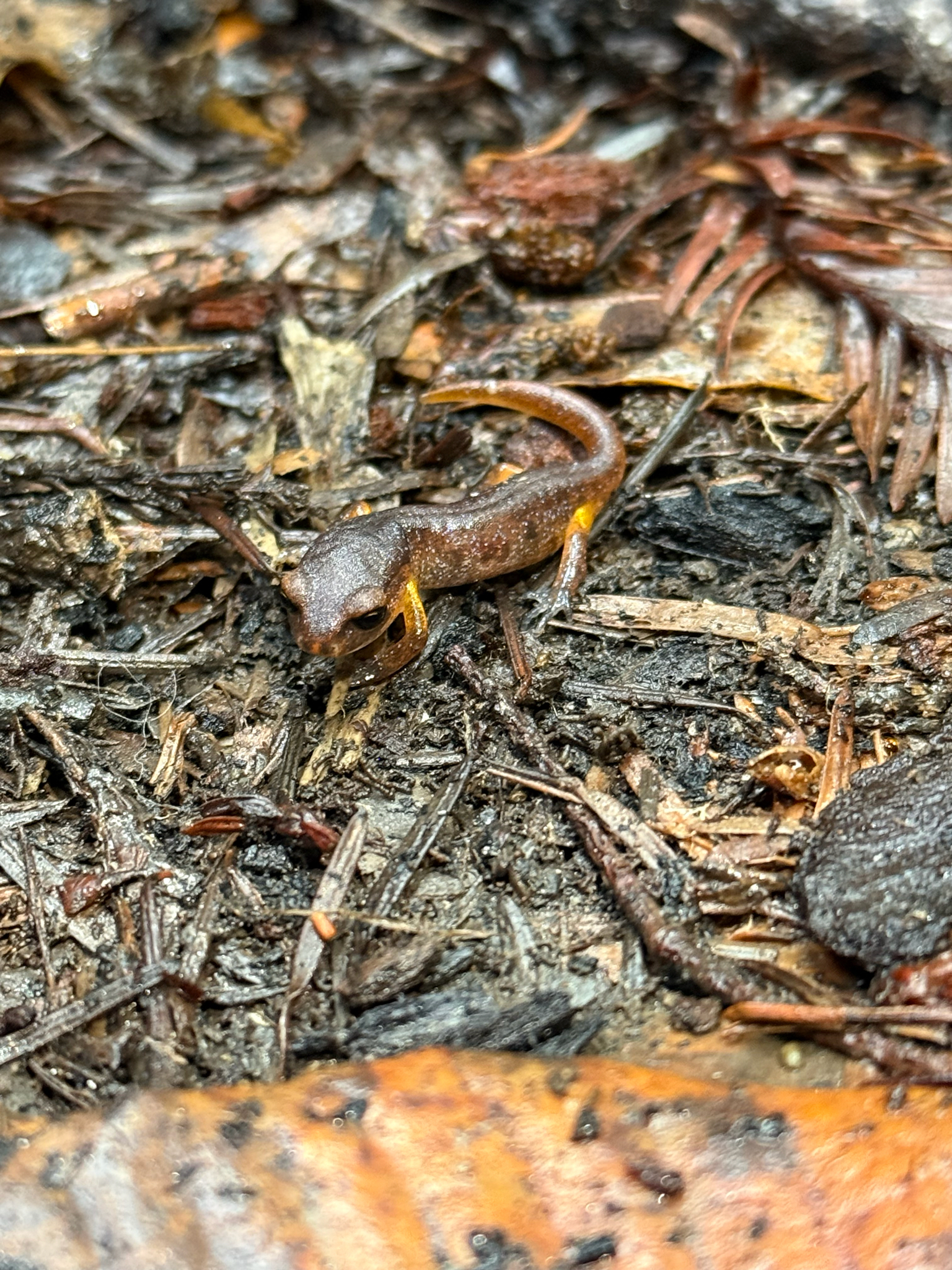 Ensatina eschscholtzii Gray, 1850