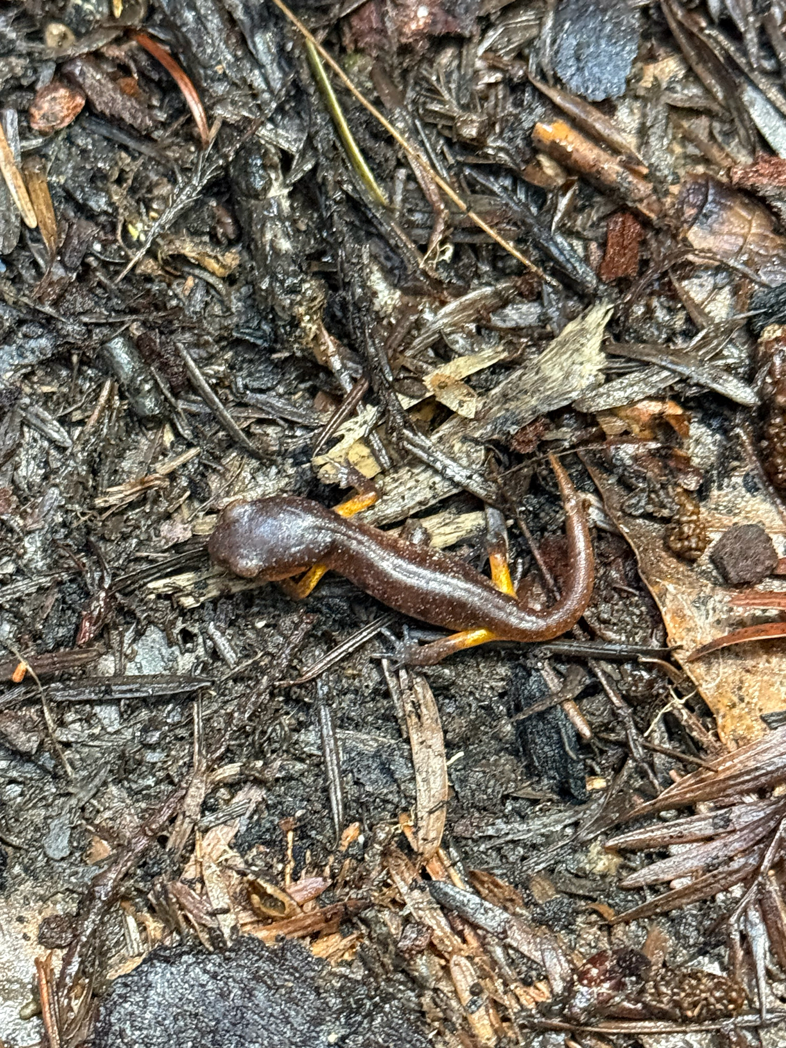 Ensatina eschscholtzii Gray, 1850