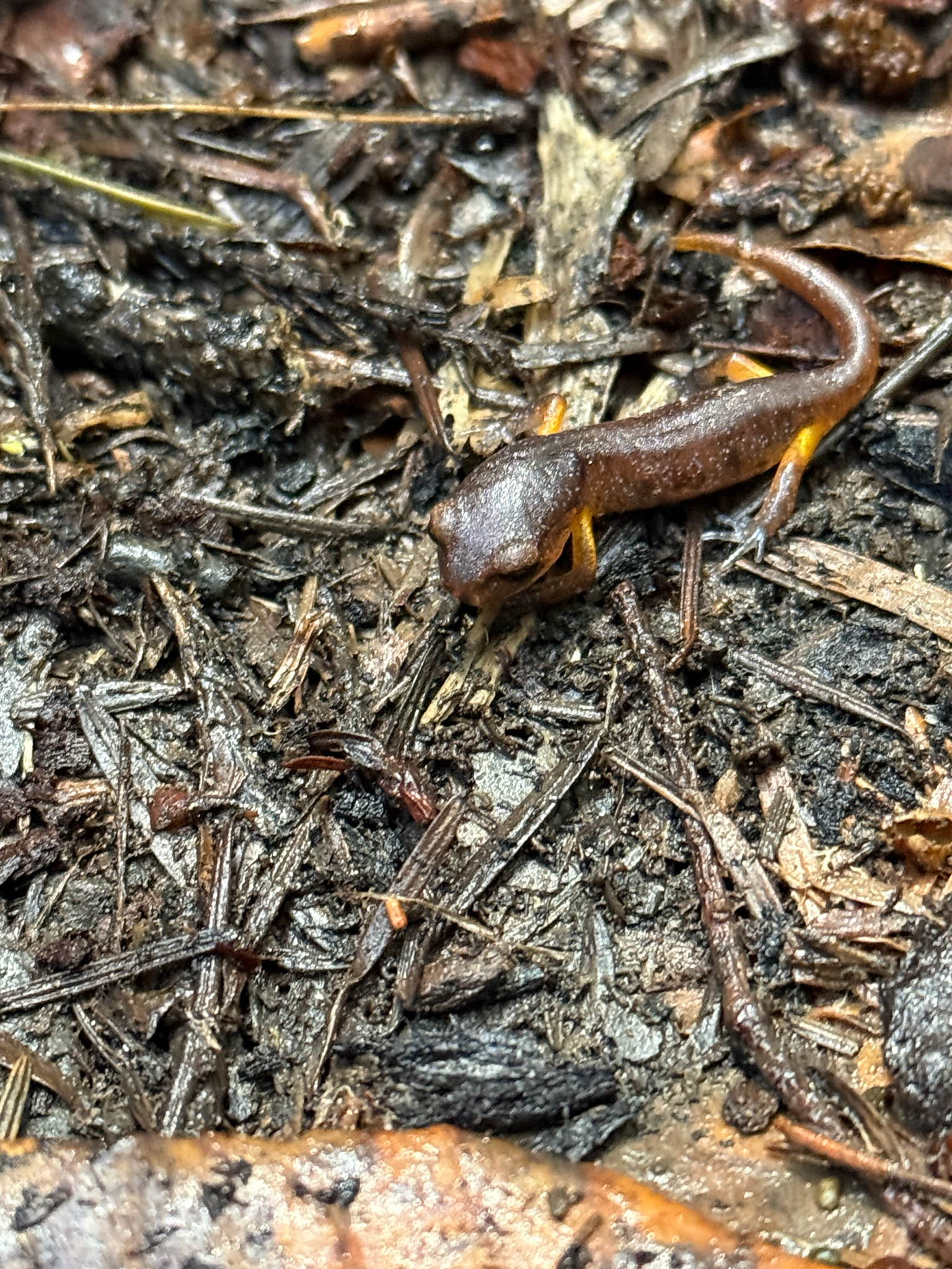 Ensatina eschscholtzii Gray, 1850