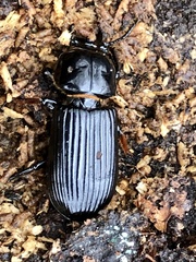 Odontotaenius disjunctus