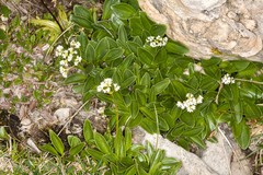 Valeriana saxatilis
