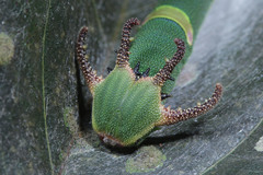 Polyura schreiber