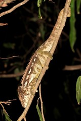 Furcifer verrucosus