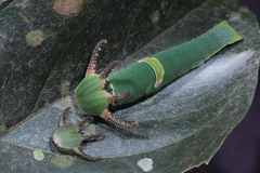 Polyura schreiber