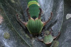 Polyura schreiber