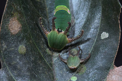 Polyura schreiber