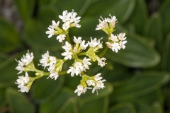 Valeriana saxatilis