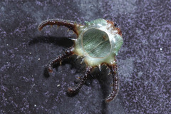 Polyura schreiber