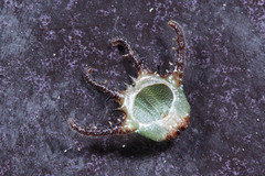 Polyura schreiber