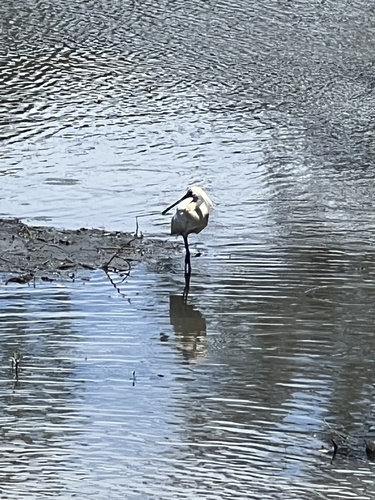 Royal Spoonbill (Platalea regia), photo 4