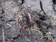Bothriurus bonariensis