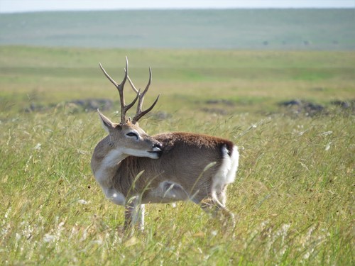 Pampas Deer