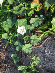 Trichosanthes scabra