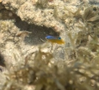 Cocoa damselfish (Stegastes variabilis) — Pomacentridae