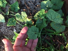 Trichosanthes scabra