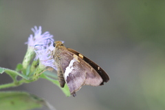 Aguna asander asander