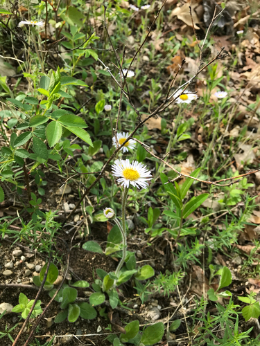 iNaturalist observation photo of robin's-plantain