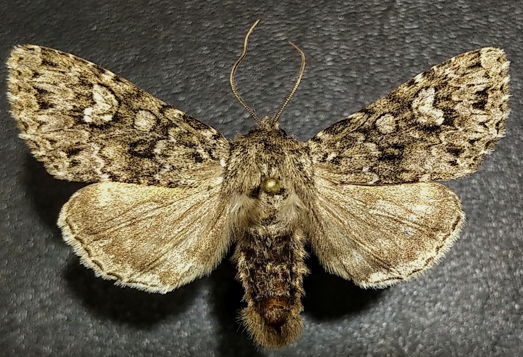 Scarce Boreal Arches