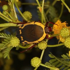 Pachnodella impressa