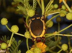 Pachnodella impressa