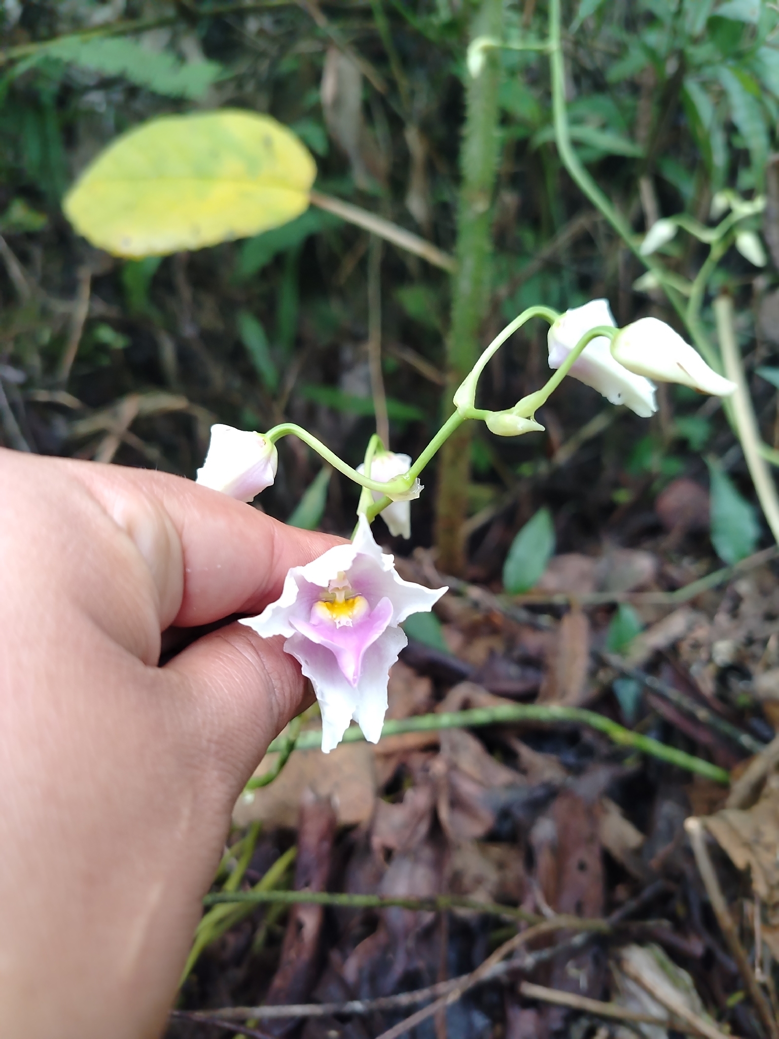 Cyrtochilum leopoldianum (Rolfe) Kraenzl.