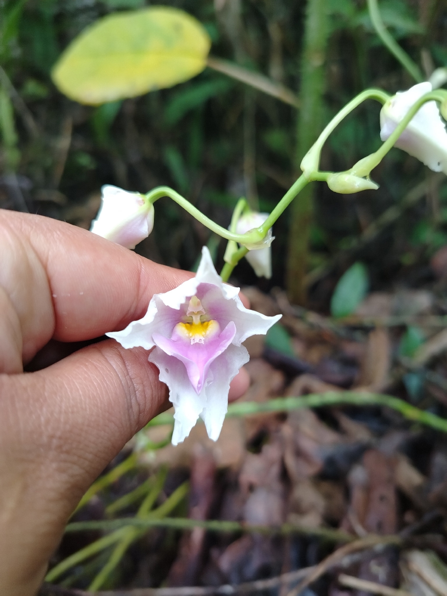 Cyrtochilum leopoldianum (Rolfe) Kraenzl. 2