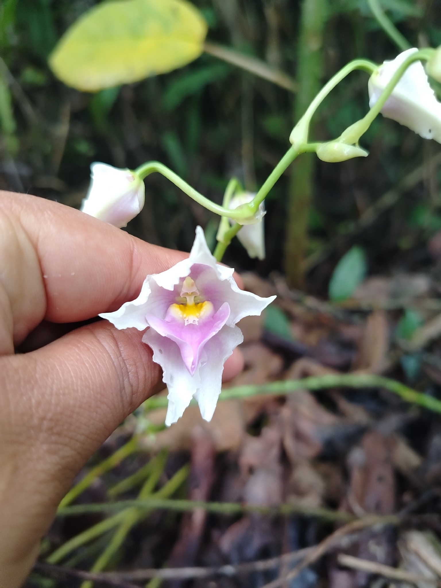 Cyrtochilum leopoldianum (Rolfe) Kraenzl. 3