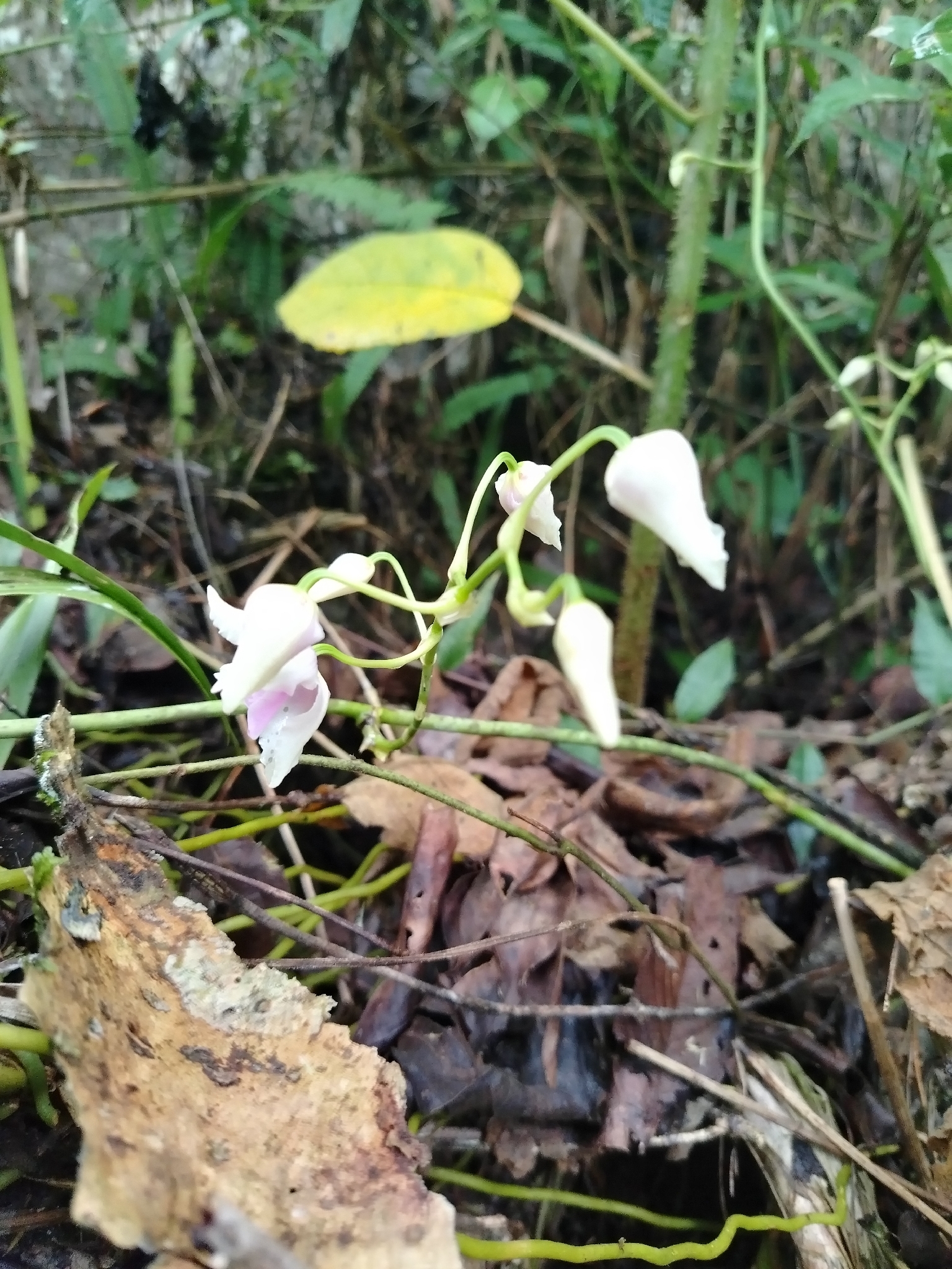 Cyrtochilum leopoldianum (Rolfe) Kraenzl. 4