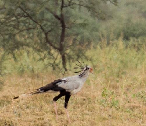 Secretarybird