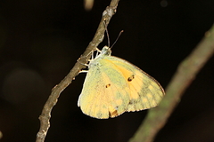 Colotis calais crowleyi
