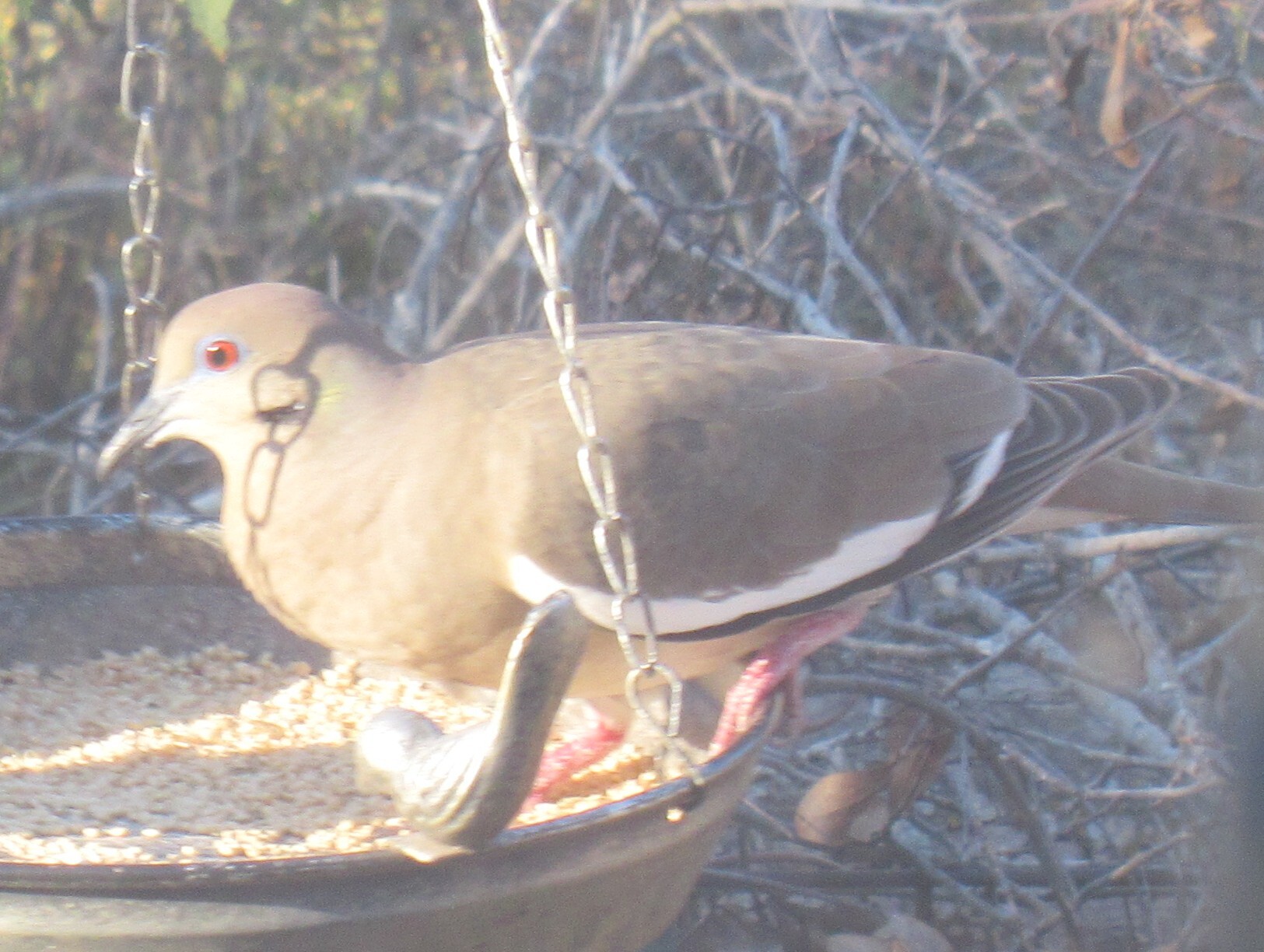 White-Winged Dove - Slide 4