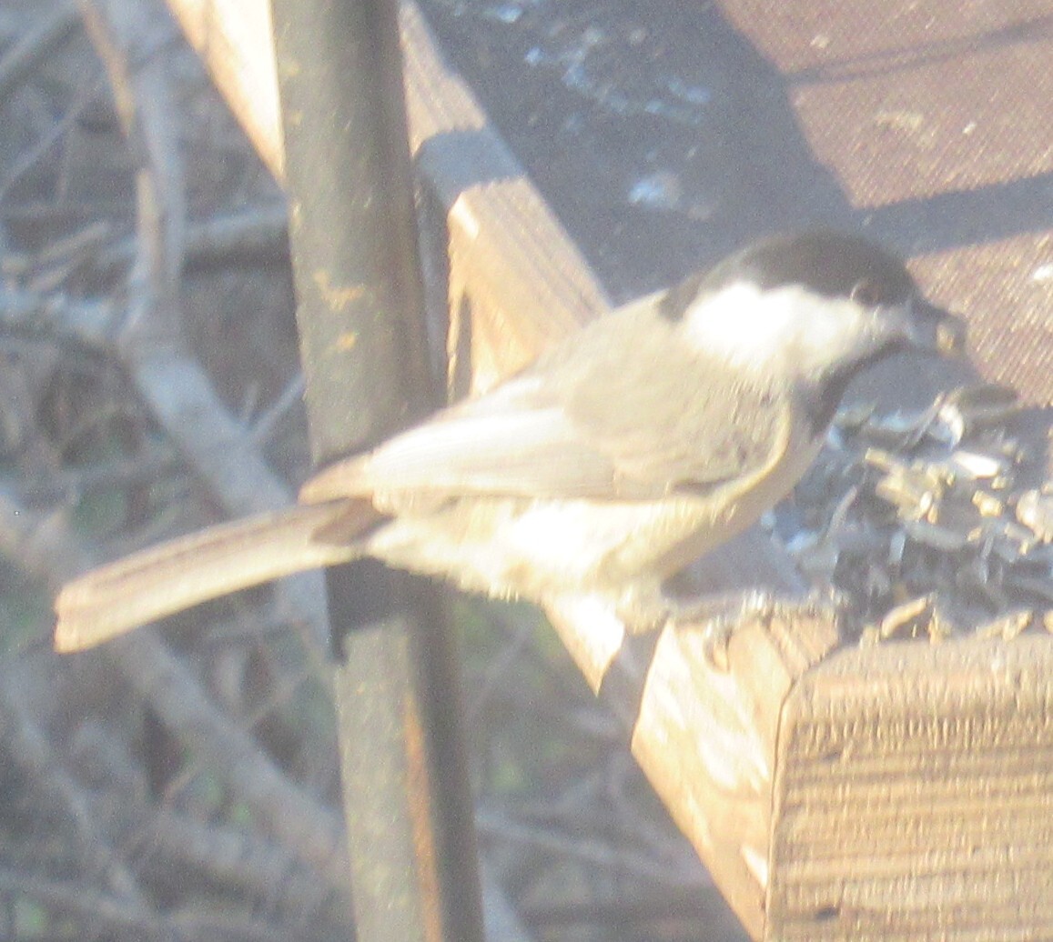 Carolina Chickadee (Poecile carolinensis), photo 9