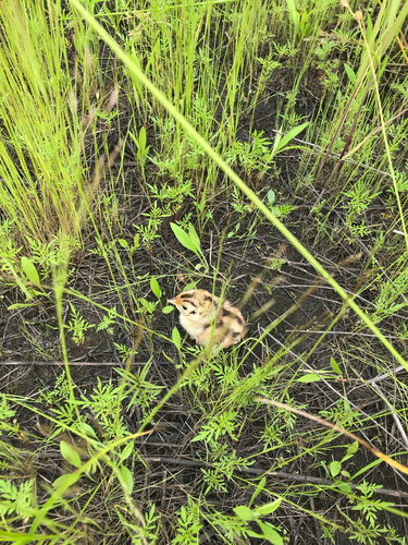 iNaturalist observation photo of Ring-necked Pheasant