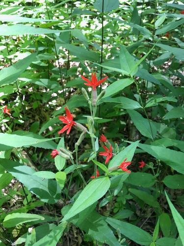 iNaturalist observation photo of fire pink