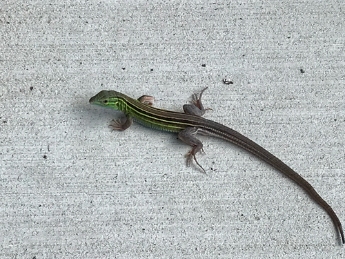 iNaturalist observation photo of Six-lined Racerunner