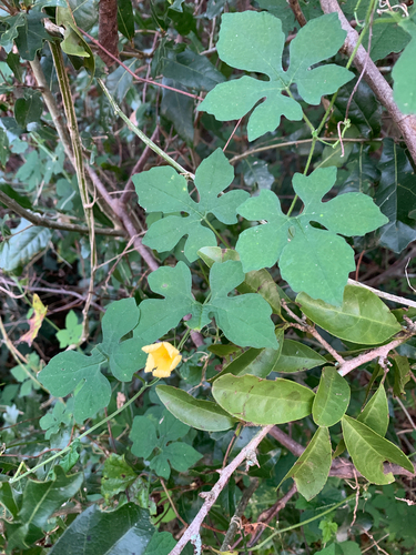 iNaturalist observation photo of Bitter Melon