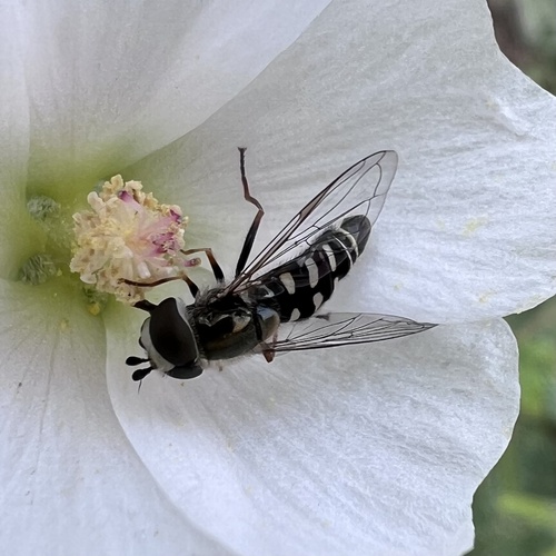 Unknown species found near Scottsdale Community College, Scottsdale, AZ, US