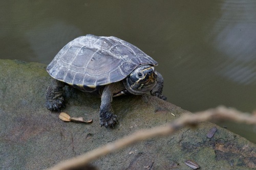 Khorat Snail-eating Turtle