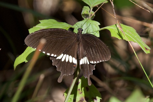 Common Mormon Swallowtail