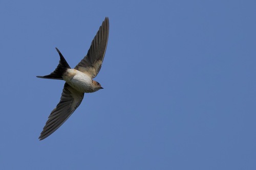 Eastern Red-rumped Swallow