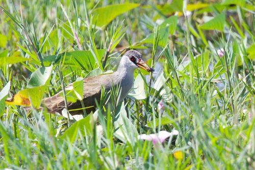 White-browed Crake