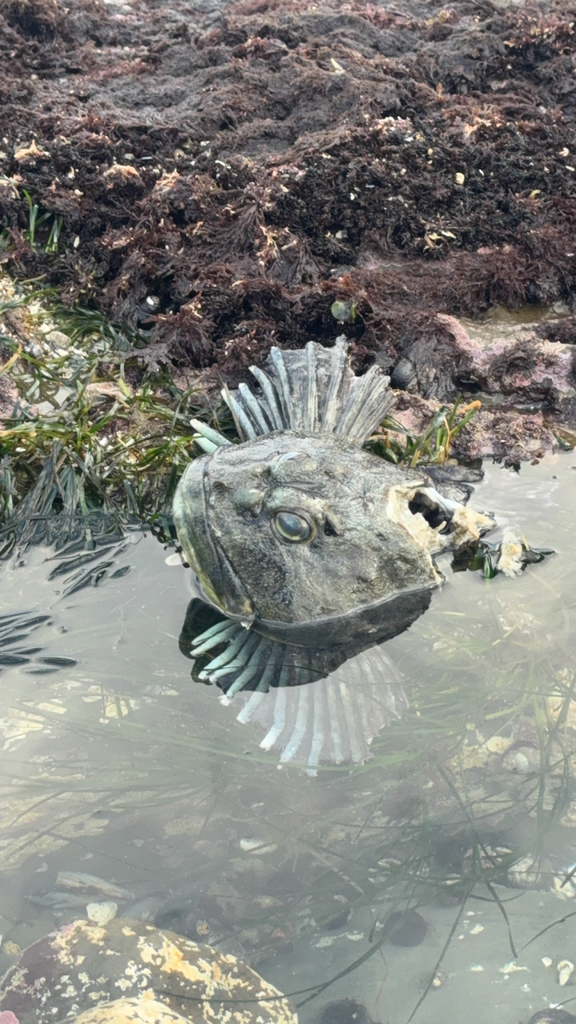 Bullhead (Scorpaenichthys marmoratus) — Cottidae